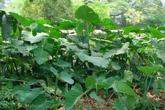 Alocasia macrorrhizos